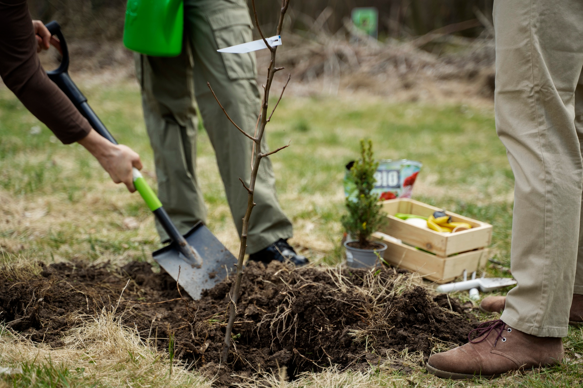 Plantation arbre fruitier, automne. Scion, jeune arbre mis en terre.