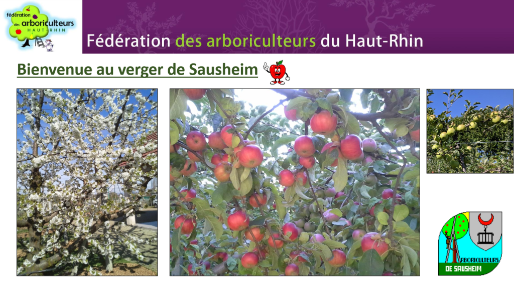 Découvrez l’association de Sausheim